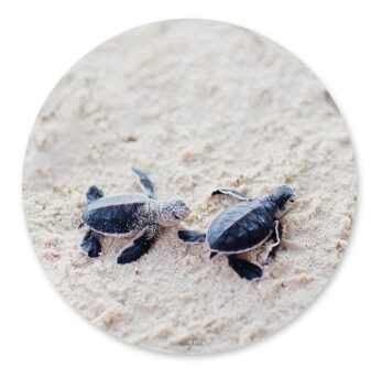 Turtle Cove Baby Turtle Placement Set of 6